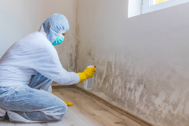 Licensed Attic Mold Removal service in Marbury, MD - WQB Mold Removal