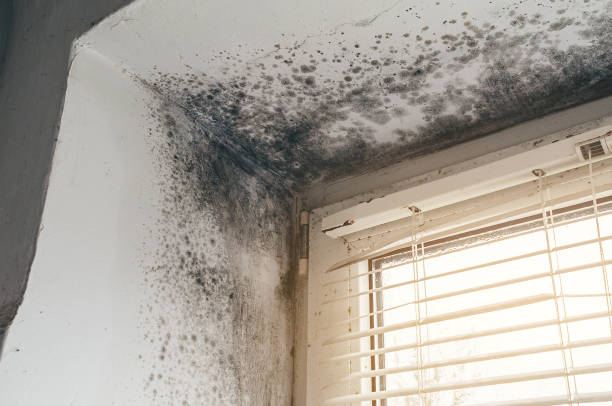 Affordable Attic Mold Removal solutions in Marbury, MD